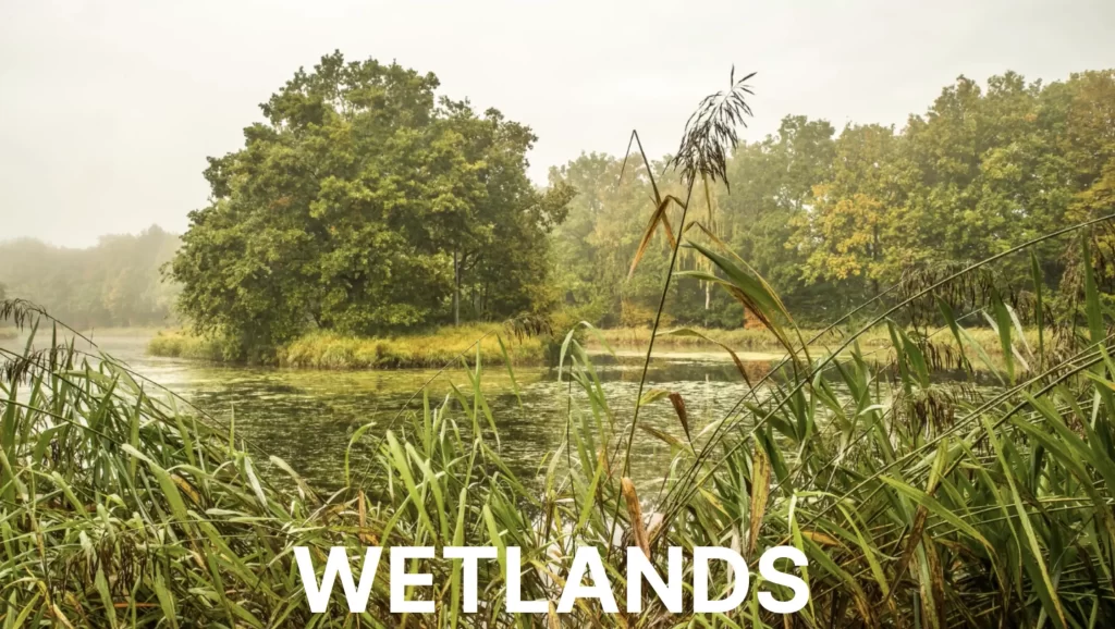 WETLANDS TO AVOID FLOODING
